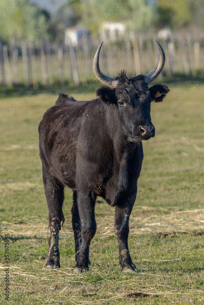 Black Bull, Southern France, Camargue