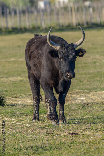 Black Bull, Southern France, Camargue