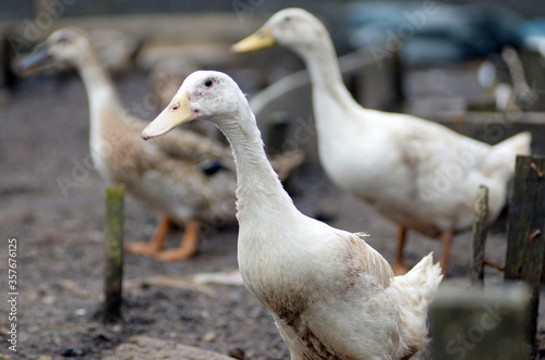 white duck in the animal husbandry