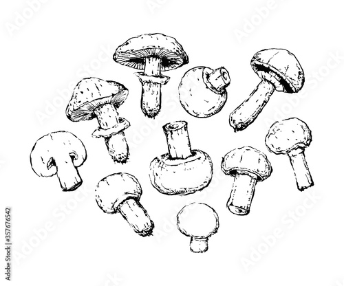 old vintage champignon retro sketch set