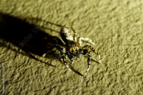 Macro photography of jumping spider