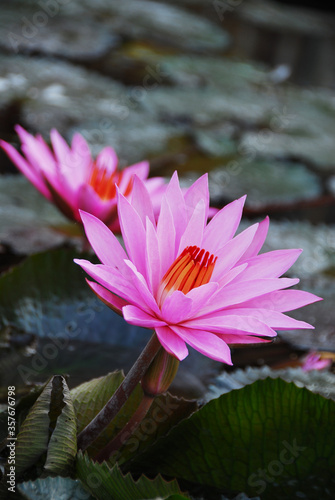 pink water lily/Lotus