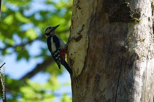 Great spotted woodpecker Dendrocopos major Switzerland infront of his home tree whole