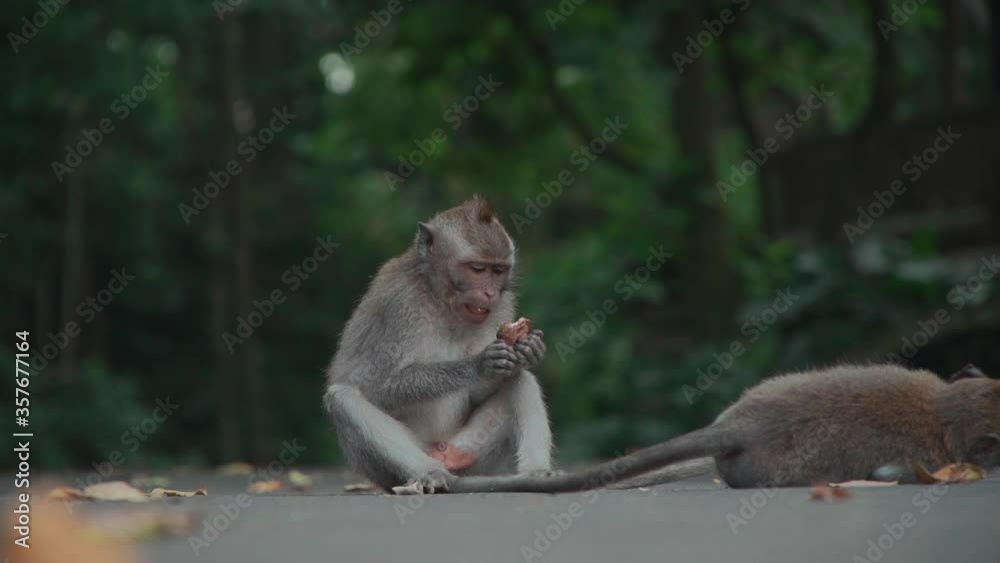 funny monkey family lying on ground, searching flea and eat food funny monkey family lying on ground, searching flea and eat food
