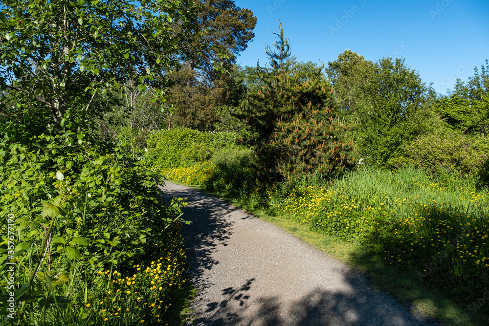 path in the park with dense green foliage on both sides and tiny yellow flowers blooming among the bushes under the sun 