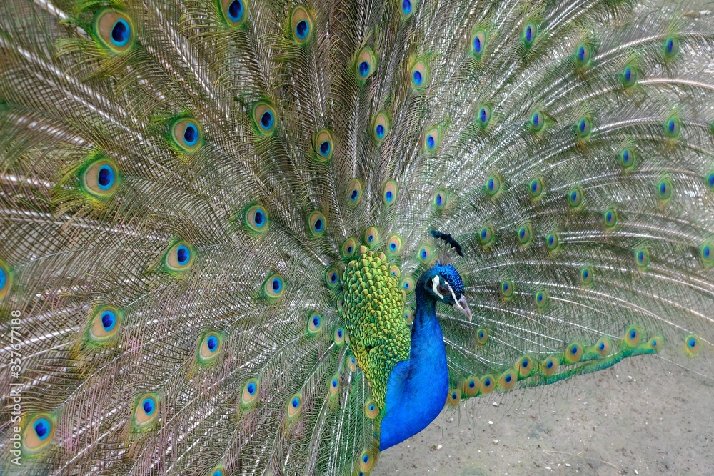 Naklejka premium peacock with feathers