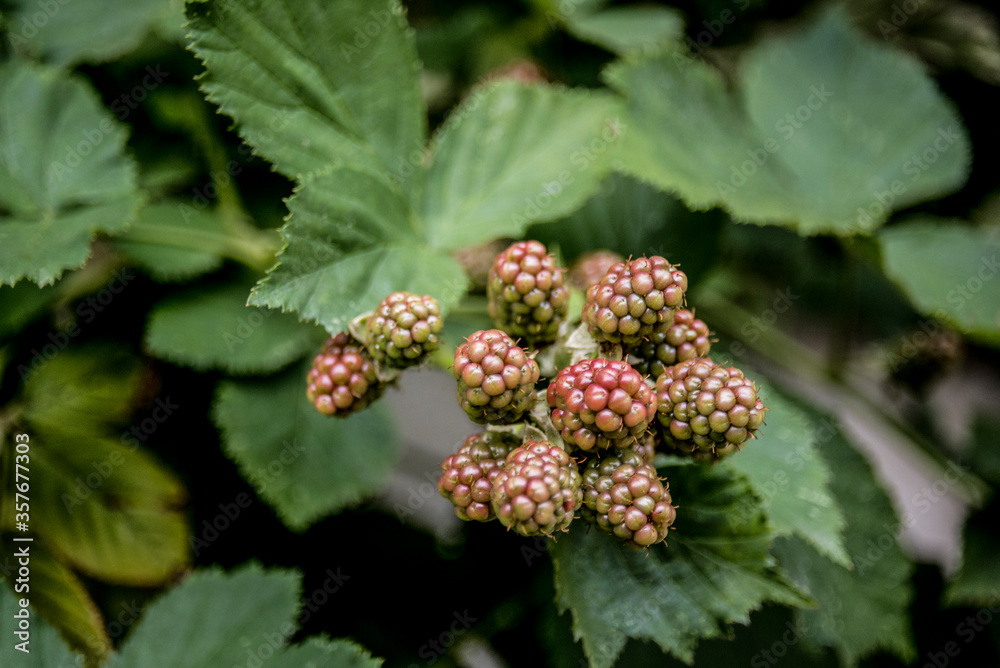 blackberries ripening on the branch blackberries ripening on the branch