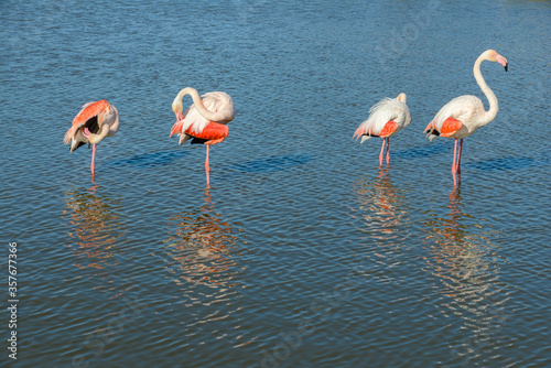 Pink Flamingo, Southern France, Camargue