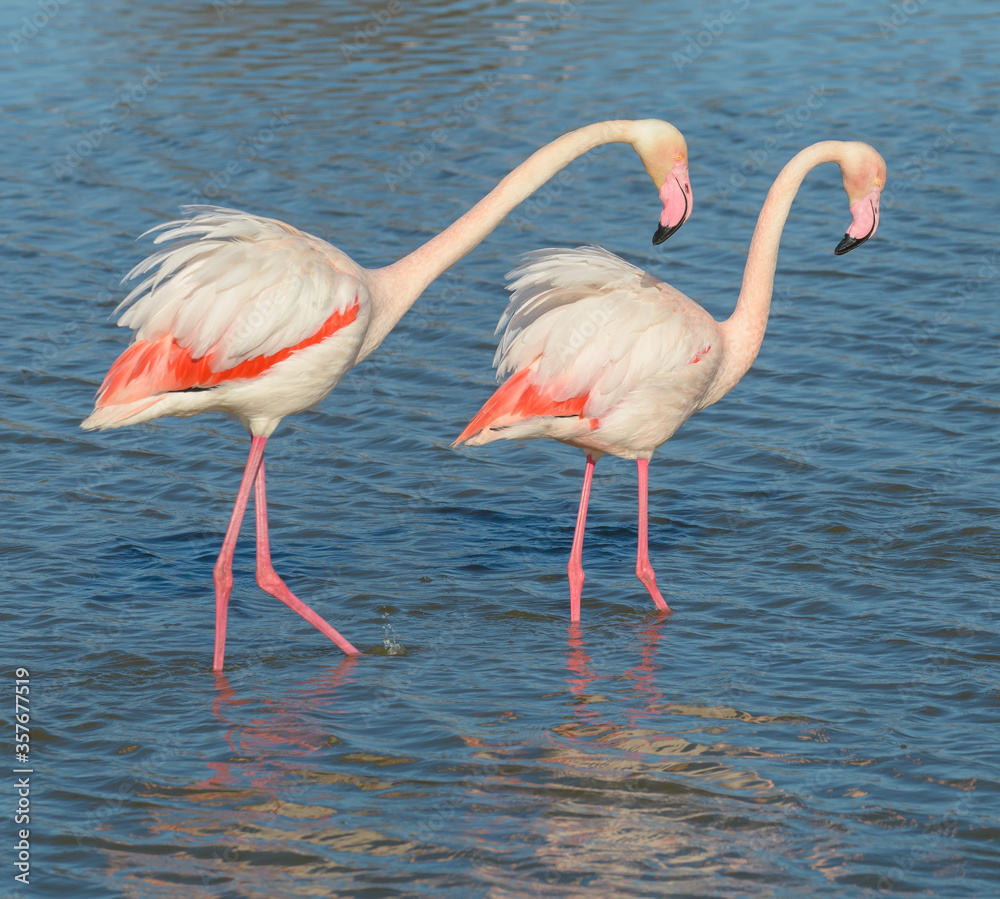 Pink Flamingo, Southern France, Camargue