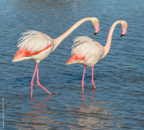 Pink Flamingo  Southern France  Camargue