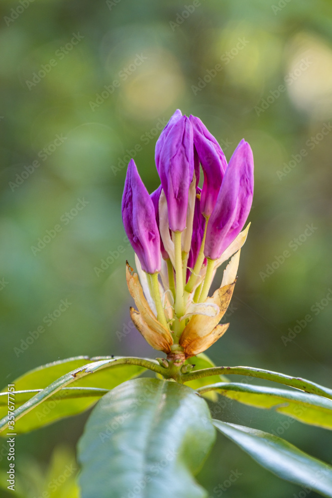 Fototapeta premium close up of a beautiful pink ponticum flower bud on the tip of the branch, ready to bloom with blurry background
