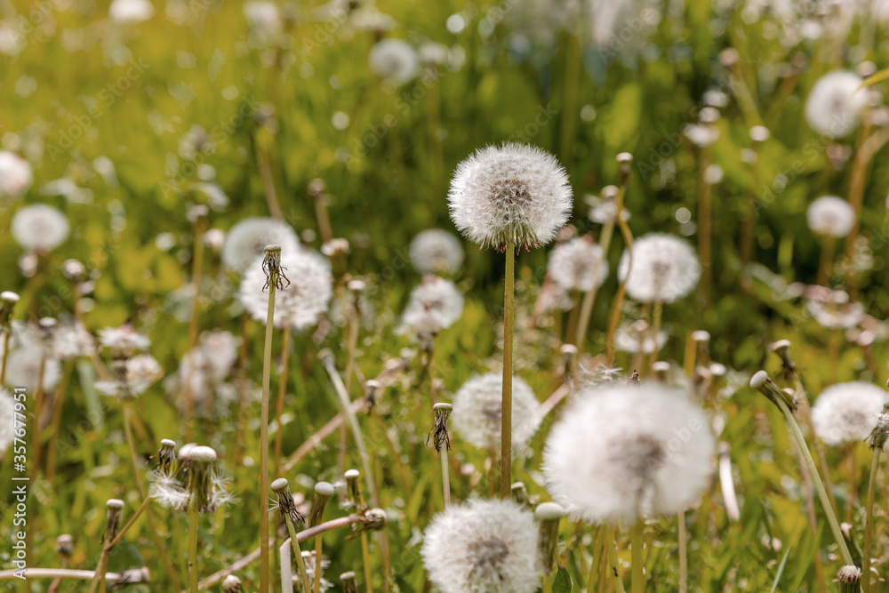White ball of dandelion in natural background. Wallpaper and poster in vintage style White ball of dandelion in natural background. Wallpaper and poster in vintage style