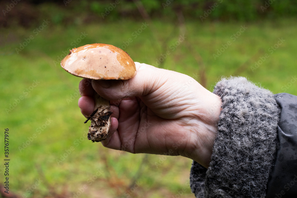 edible mushroom in woman's hand