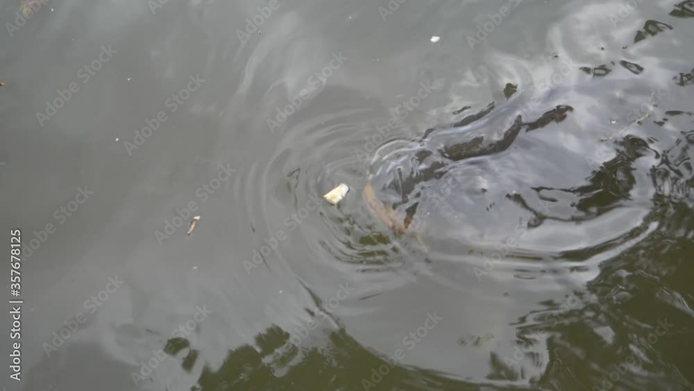 big fish struggling to eat from top of the water big fish struggling to eat from top of the water