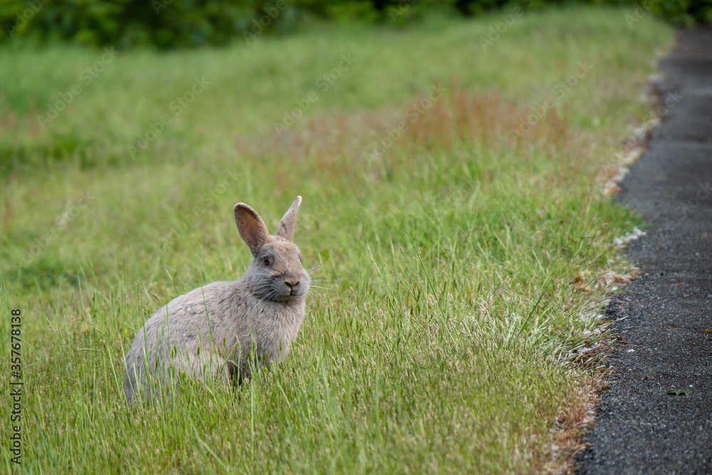portrait of a cute grey rabbit sitting on green grass field staring at your direction portrait of a cute grey rabbit sitting on green grass field staring at your direction
