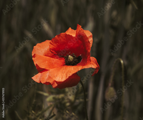 Poppy flower close-up on a blurred background. Tender poppy flower papaver in the sun. photo