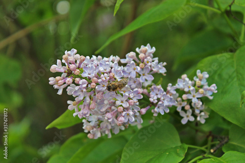 White lilac blooming with bee eating close-up