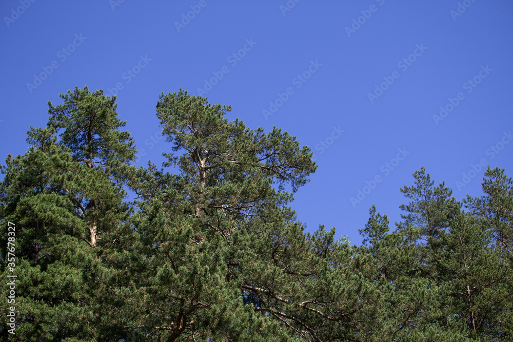 Obraz premium Tree tops on blue sky background