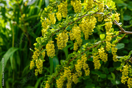Yellow flowers of Berberis koreana close up photo