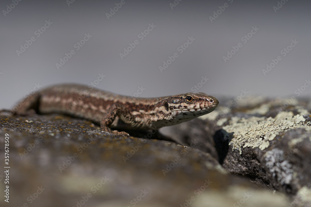 Naklejka premium common wall lizard podarcis muralis Reptile Close up Portrait Clear