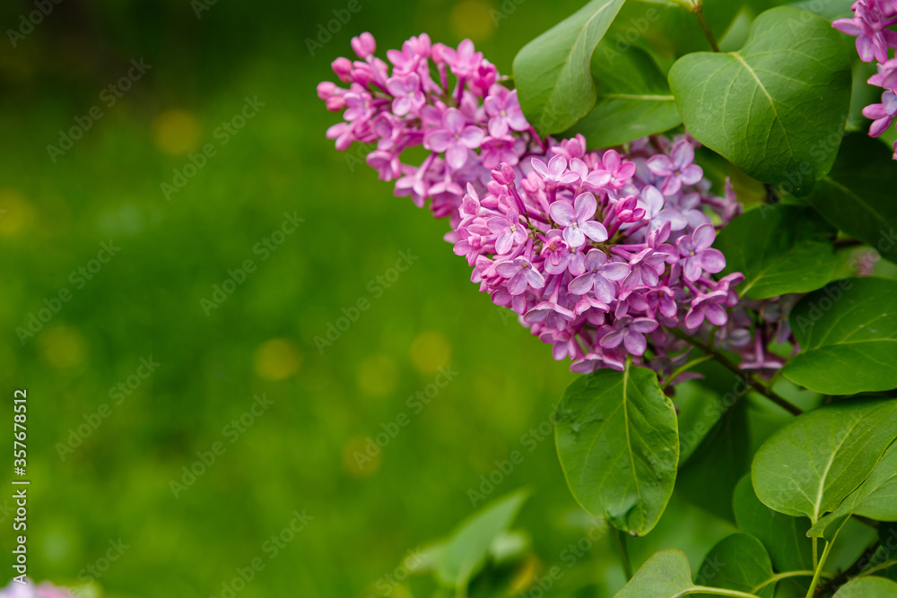 Beautiful lilac flowers branch on a green background, natural spring background Beautiful lilac flowers branch on a green background, natural spring background