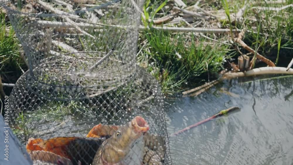 River fish in the cage, carp. Cord with a caught fish in water. Fishing. Fish farming. Many carps in the net. Harvesting carp fish from pond with fishing net River fish in the cage, carp. Cord with a caught fish in water. Fishing. Fish farming. Many carps in the net. Harvesting carp fish from pond with fishing net