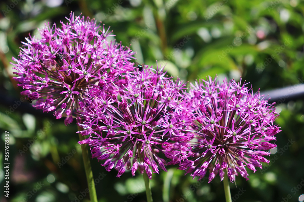 allium flowers close-up in the garden