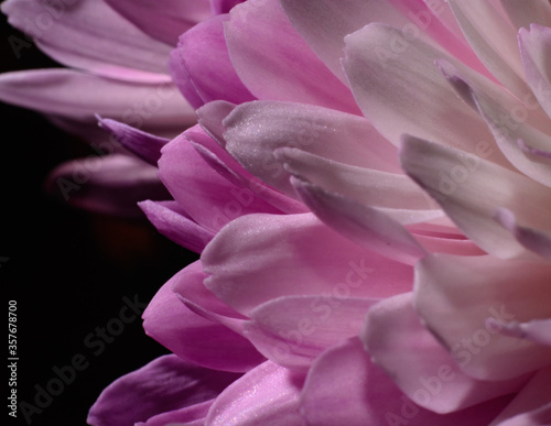 Beautiful close up chrysanthemum shot  © EvhKorn