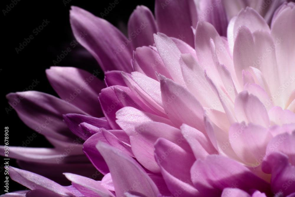 Beautiful close up chrysanthemum shot Beautiful close up chrysanthemum shot