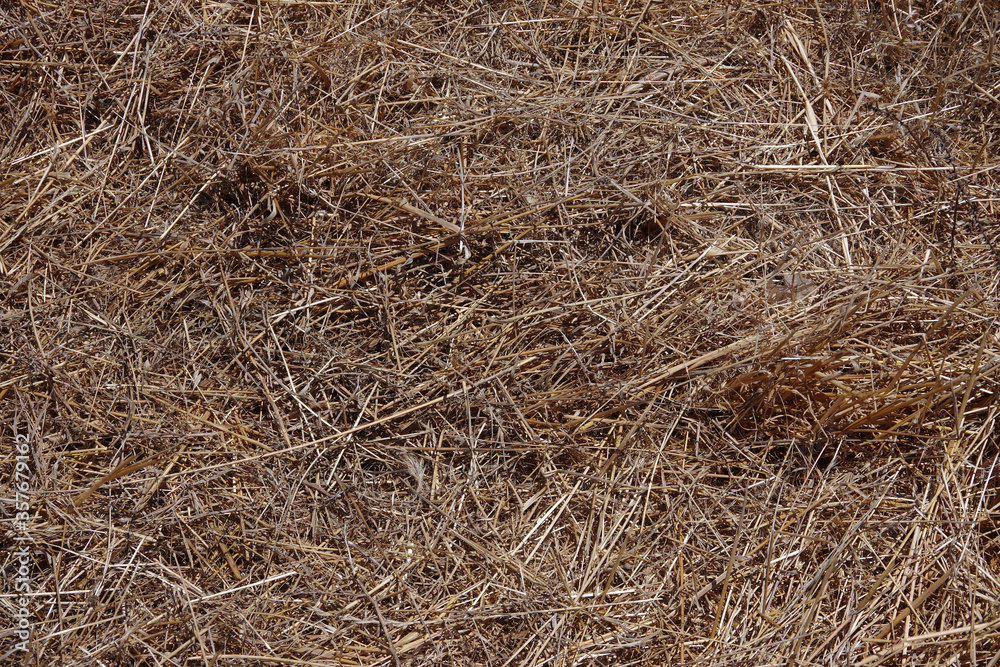 High angle full frame close-up view directly from above of a part of an area of cut down dried weed and grass High angle full frame close-up view directly from above of a part of an area of cut down dried weed and grass