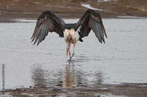 marabou stork Leptoptilos crumenifer wading open wings Ciconiidae