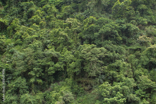 鬱蒼と茂る熱帯雨林の森イメージ背景 © yosuke14