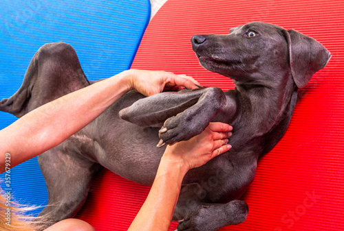 Hund bekommt eine Massage
