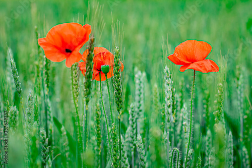 Poppy, red flowers in green grass, field of flowers, summer Ukraine