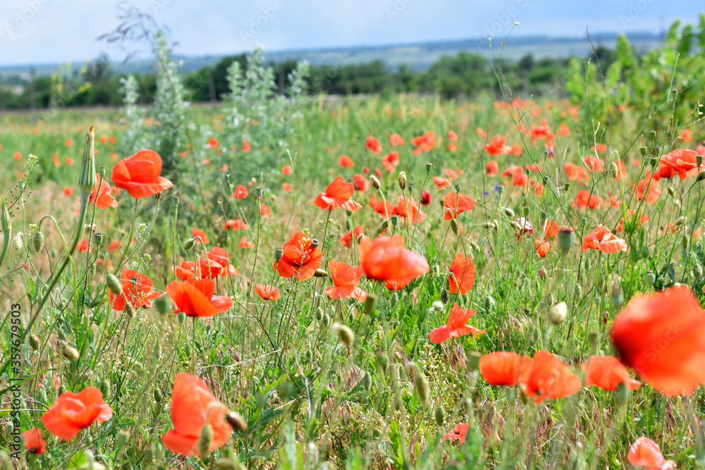 Fototapeta premium field of poppies