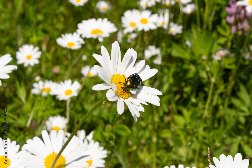 Glade overgrown with green grass and blooming daisies with a brilliant bronze beetle bug on a daisy flower on a summer sunny day. Glade overgrown with green grass and blooming daisies with a brilliant bronze beetle bug on a daisy flower on a summer sunny day.