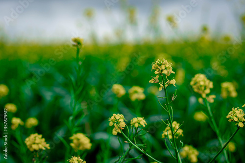 Rapeseed  yellow flowers in green grass  field of yellow flowers  summer Ukraine