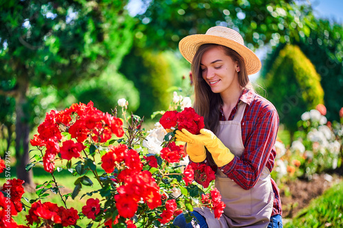 Attractive happy smiling woman gardener in straw hat, apron and yellow rubber gloves holds a rose flowers and enjoys of gardening hobby in sunny day © Goffkein