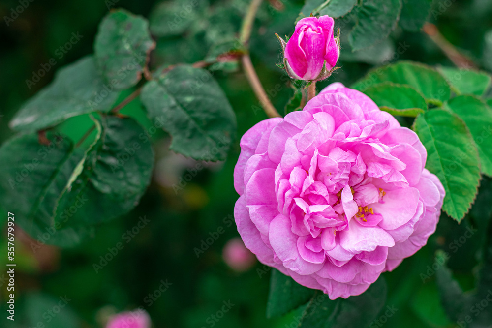 Pink tea rose, flowering bush in the summer garden Pink tea rose, flowering bush in the summer garden