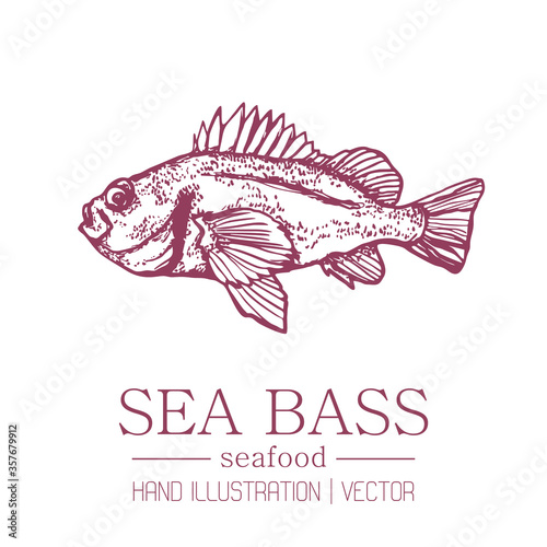 Sea bass on an isolated background of a hand-drawn illustration. Fish is produced by hatching lines. Vintage style. The inhabitants of the sea. Package design. Vector.