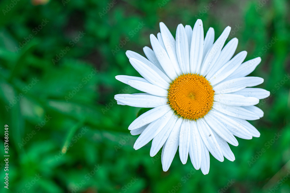daisies with green leaves in a summer garden daisies with green leaves in a summer garden