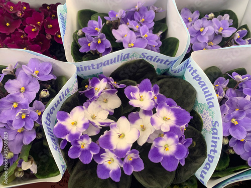 Saintpaulia uzambara violet on store shelf photo