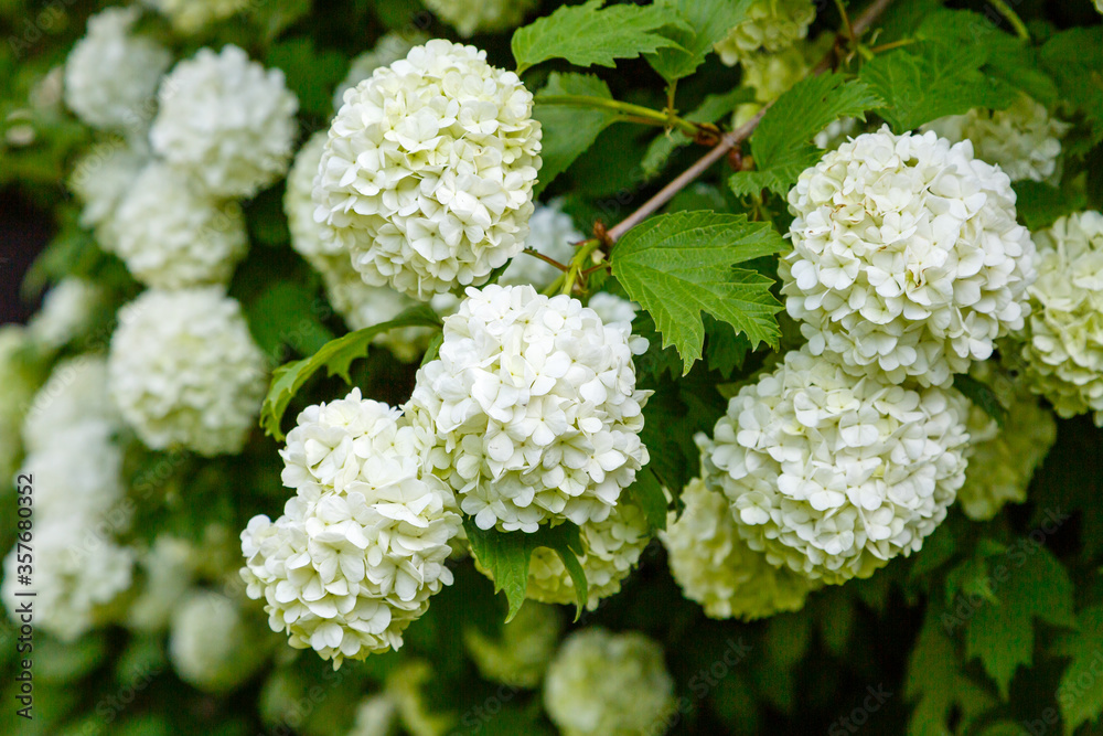 Chinese snowball viburnum flower heads are snowy. Guelder rose (viburnum opulus, viburnum Boul de Neige) in spring garden. Decorative shrubs in landscape design Chinese snowball viburnum flower heads are snowy. Guelder rose (viburnum opulus, viburnum Boul de Neige) in spring garden. Decorative shrubs in landscape design