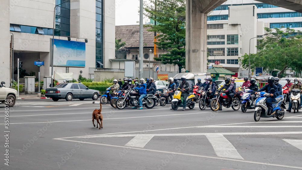 A brave dog crosses the Thanon Ratchadamri road in the heart of Bangkok, Thailand, in front of a row of motorbikes stopped at the traffic lights