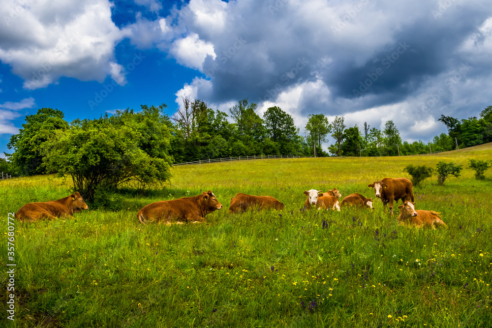 Young Cows Rest On Green Pasture In Rural Landscape In Austria