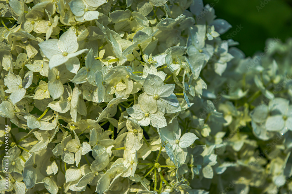 white hydrangea flowers after rain on a summer morning close-up white hydrangea flowers after rain on a summer morning close-up