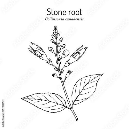 Stone root collinsonia canadensis , or Knob Grass, Hardhack, Heal-all, Rich Weed, medicinal plant photo