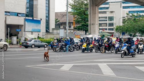 Wallpaper Mural A brave dog crosses the Thanon Ratchadamri road in the heart of Bangkok, Thailand, in front of a row of motorbikes stopped at the traffic lights Torontodigital.ca