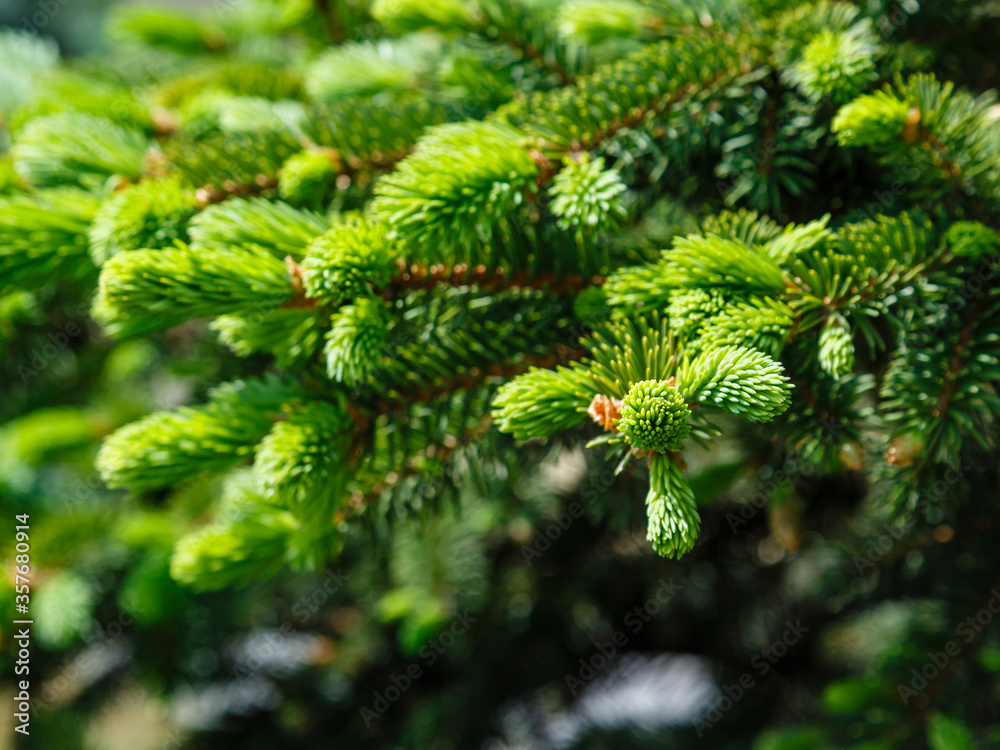 The branches of spruce with green coniferous needles The branches of spruce with green coniferous needles