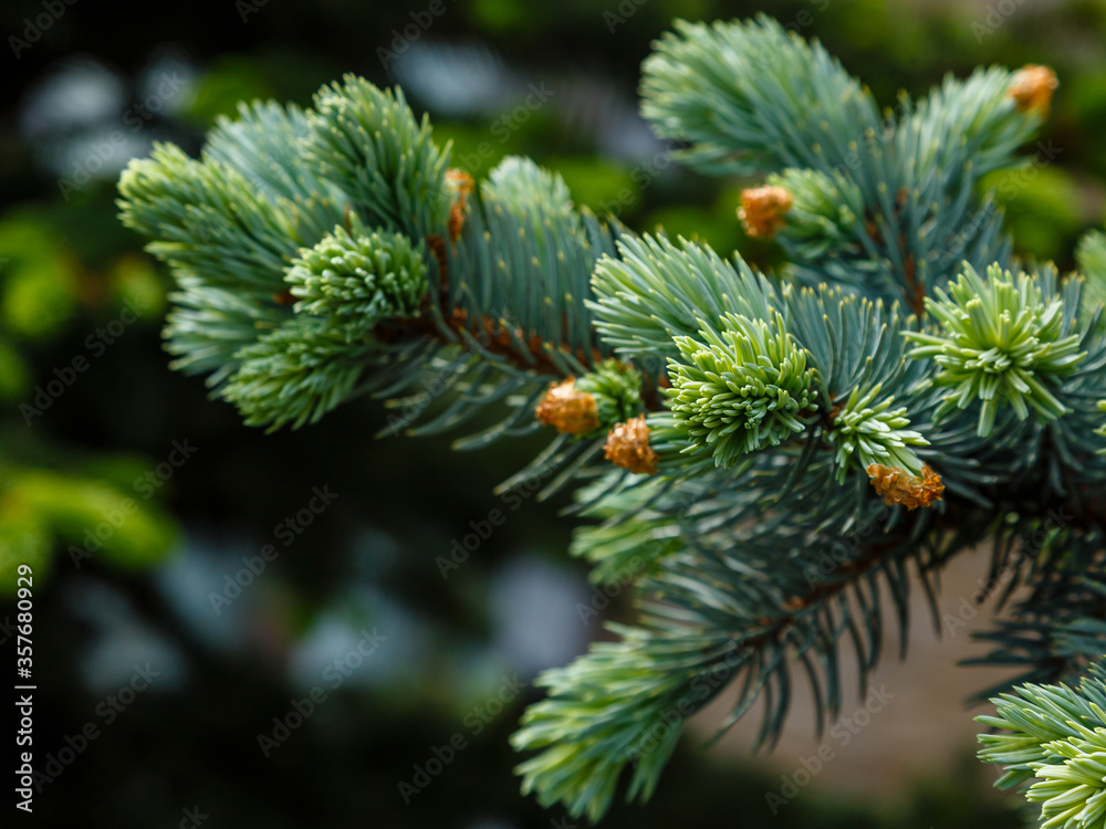 The green branches of spruce
